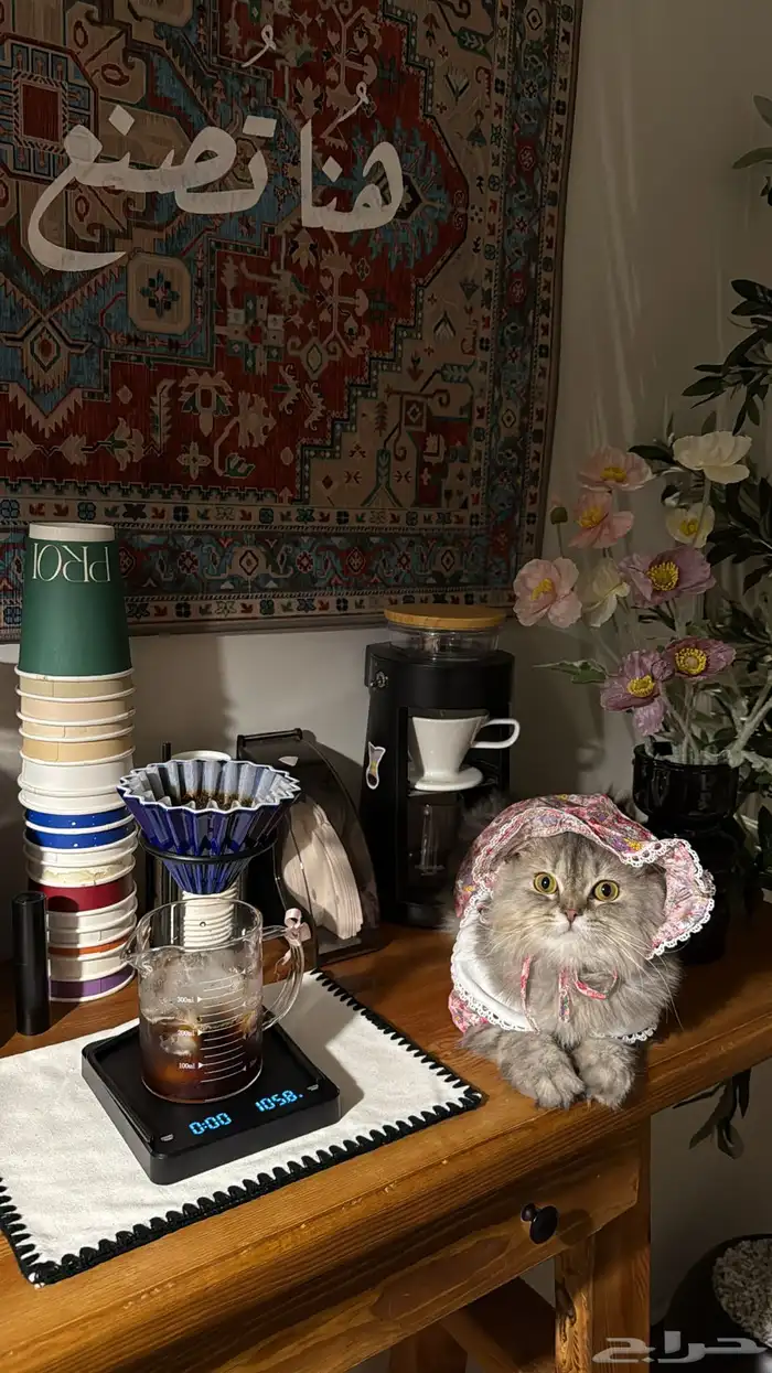 قطه أنثى طالبه تزواج 2