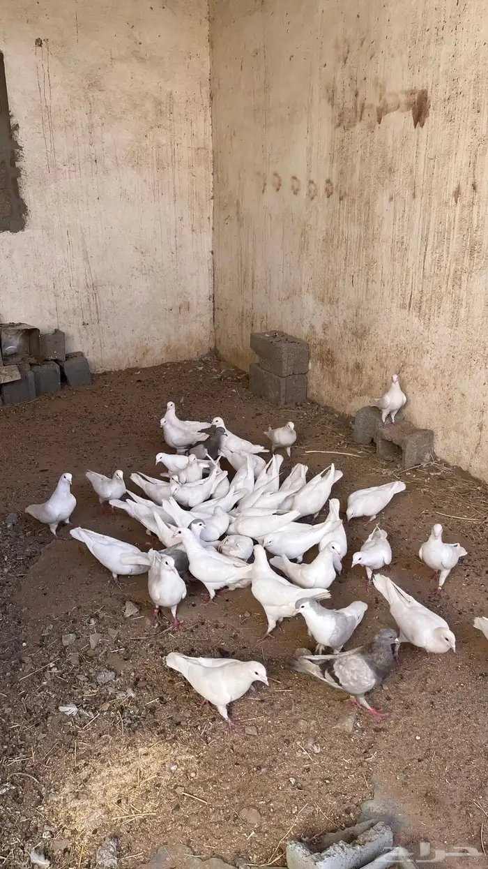 15 زوج فرنسي 10