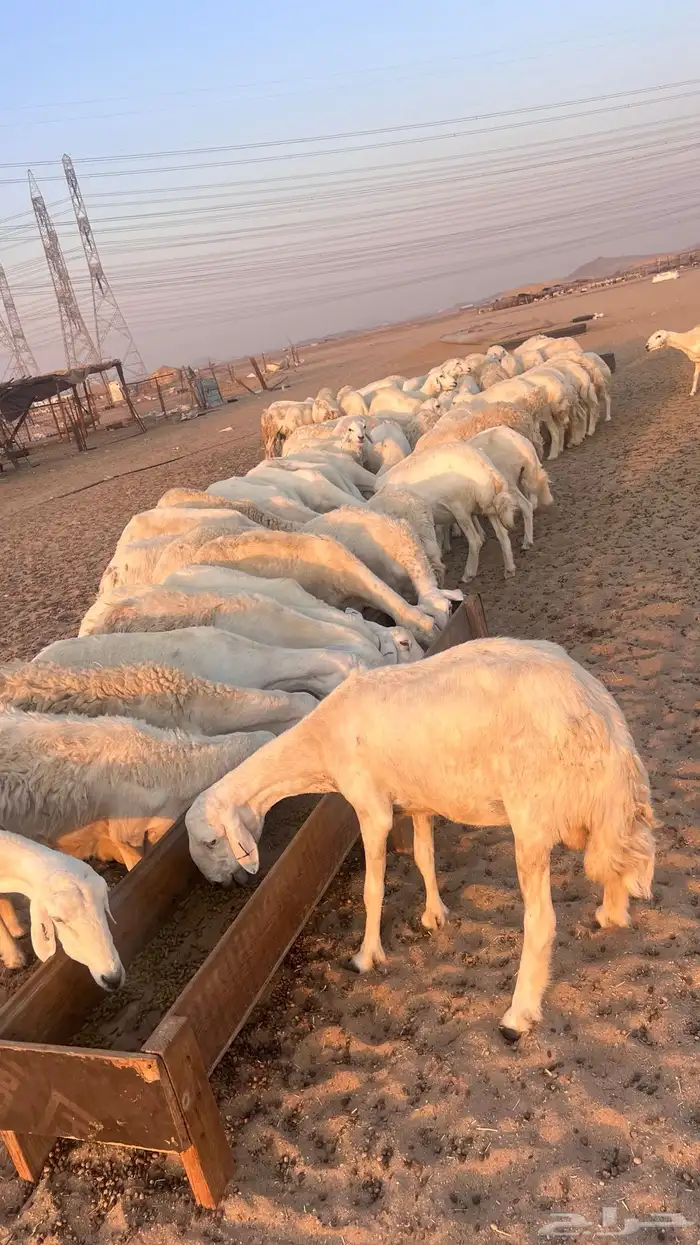 مراح جنب 112دفيع 0