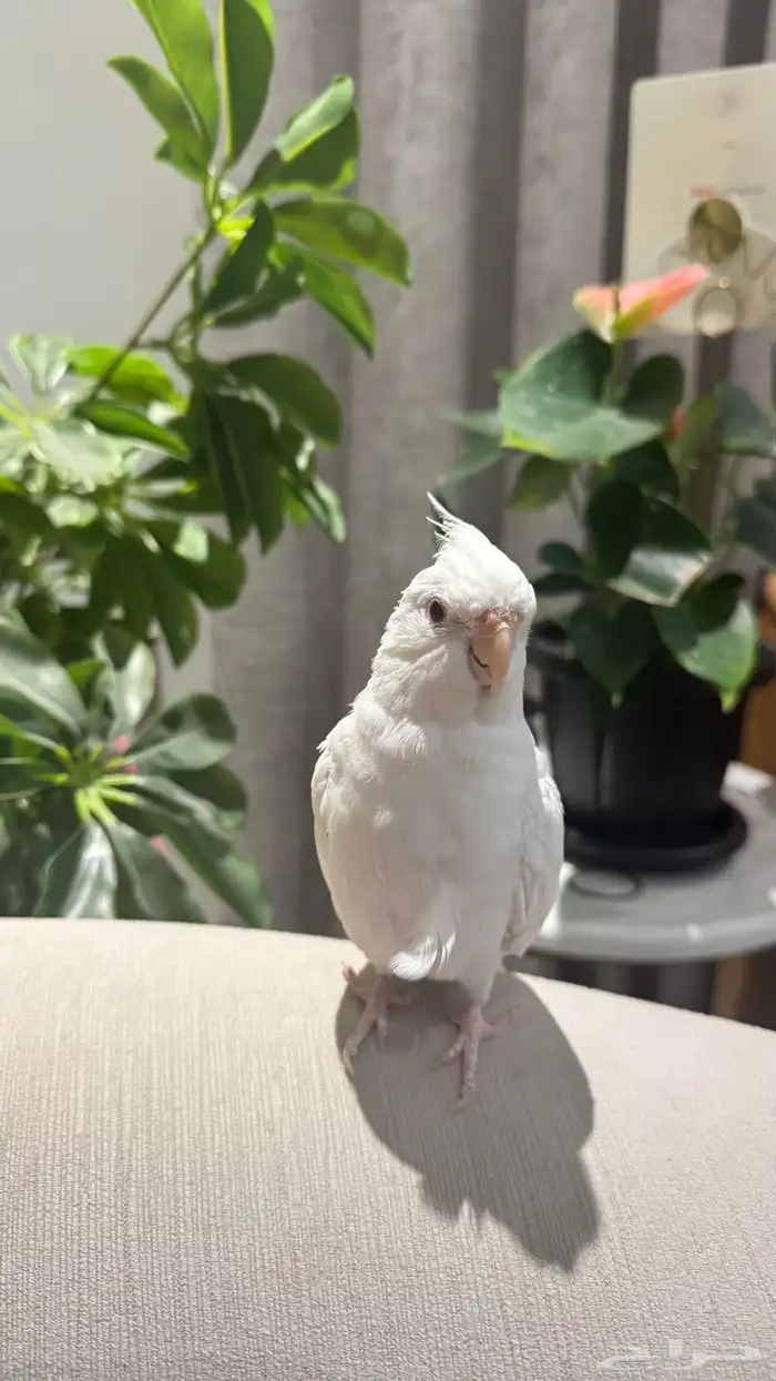 كروان البينو اليف 1