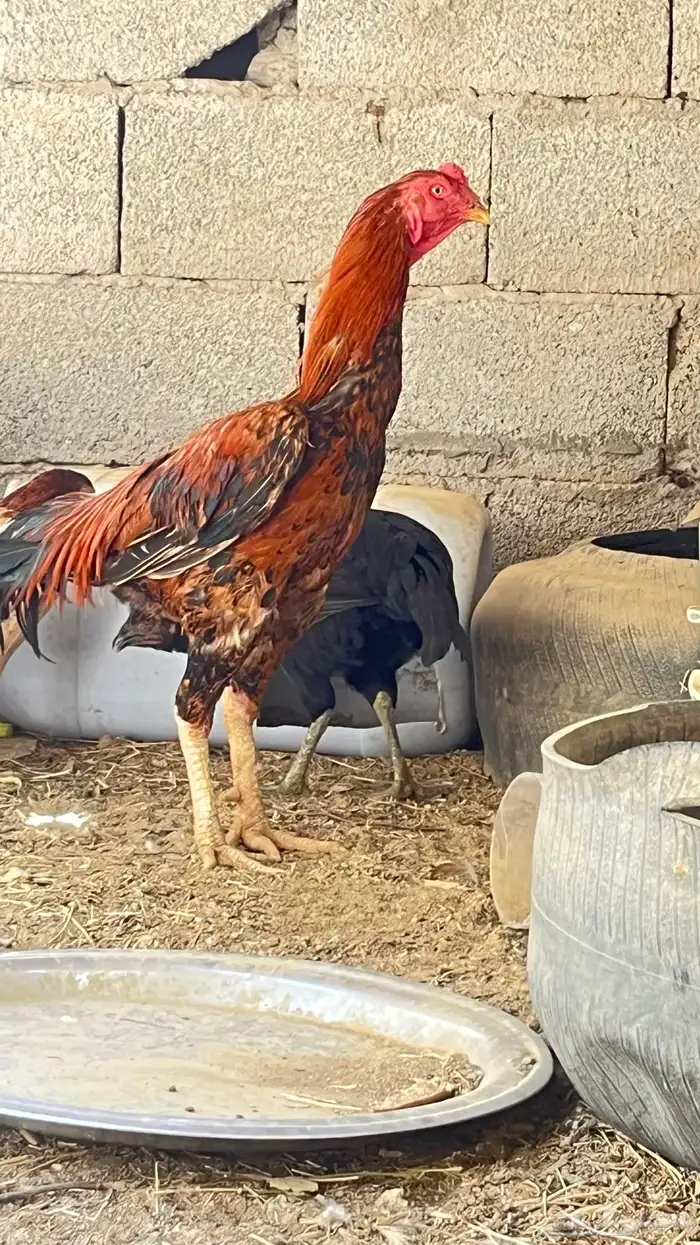 للبيع دجاج و بط 0