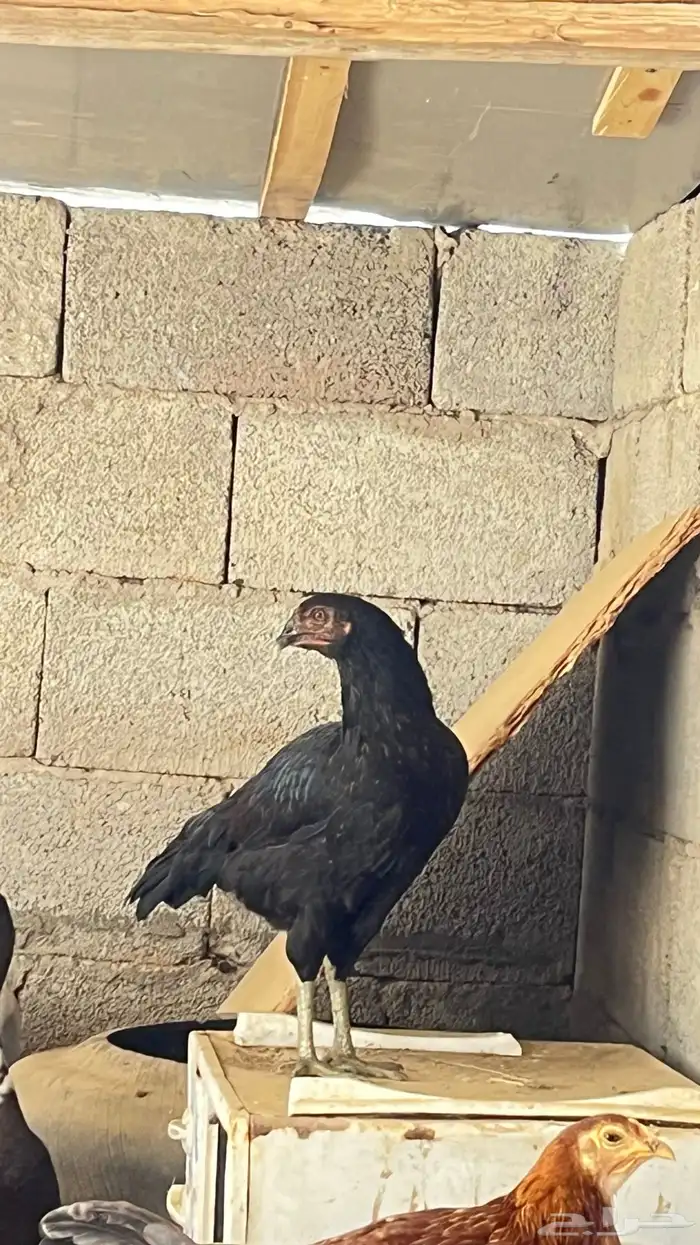 للبيع دجاج و بط 1