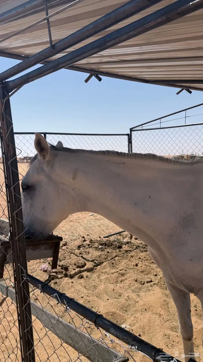 خيل للبيع 2