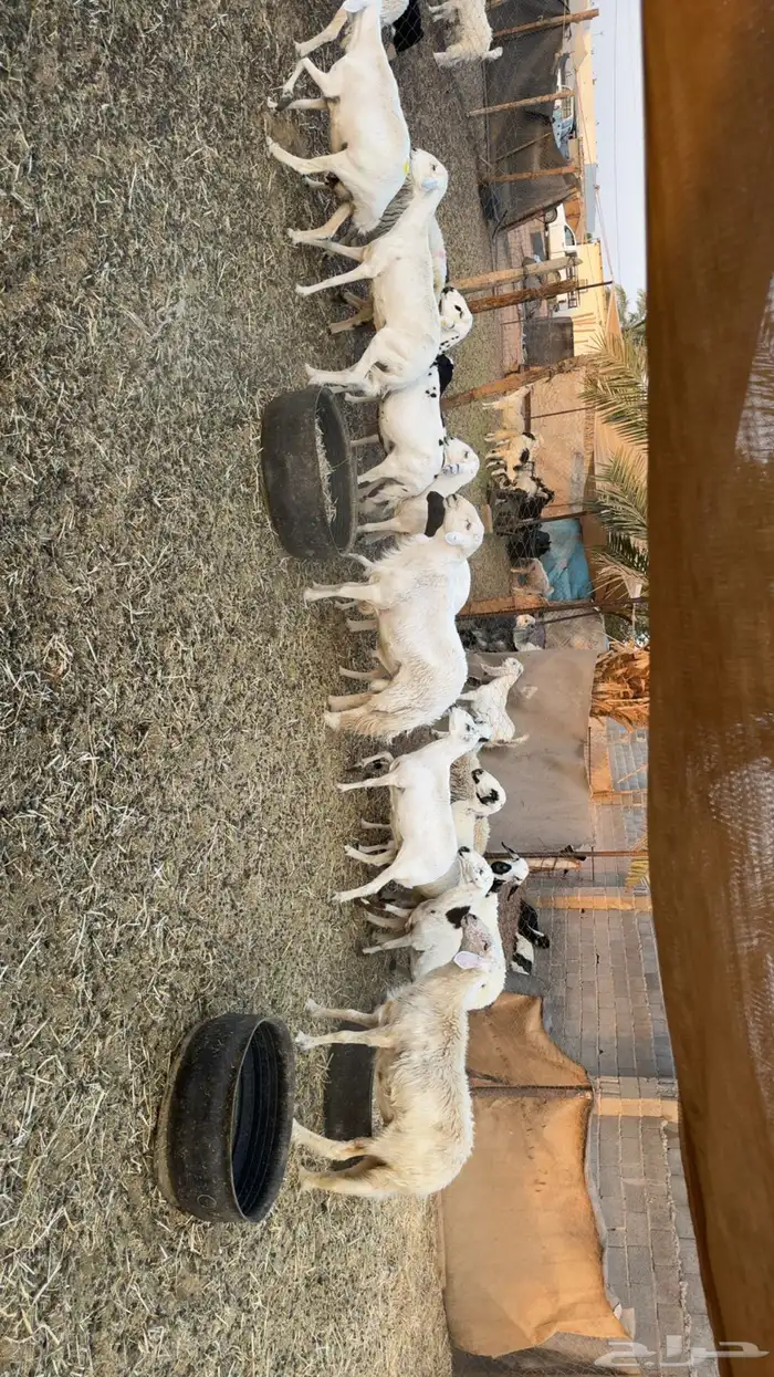 غنم حصيب ودفيع 6