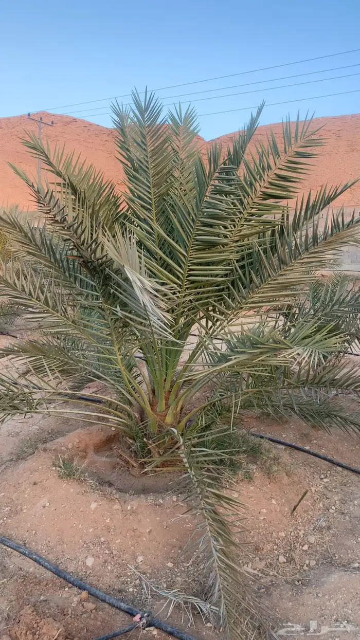 نخل فحالات 1