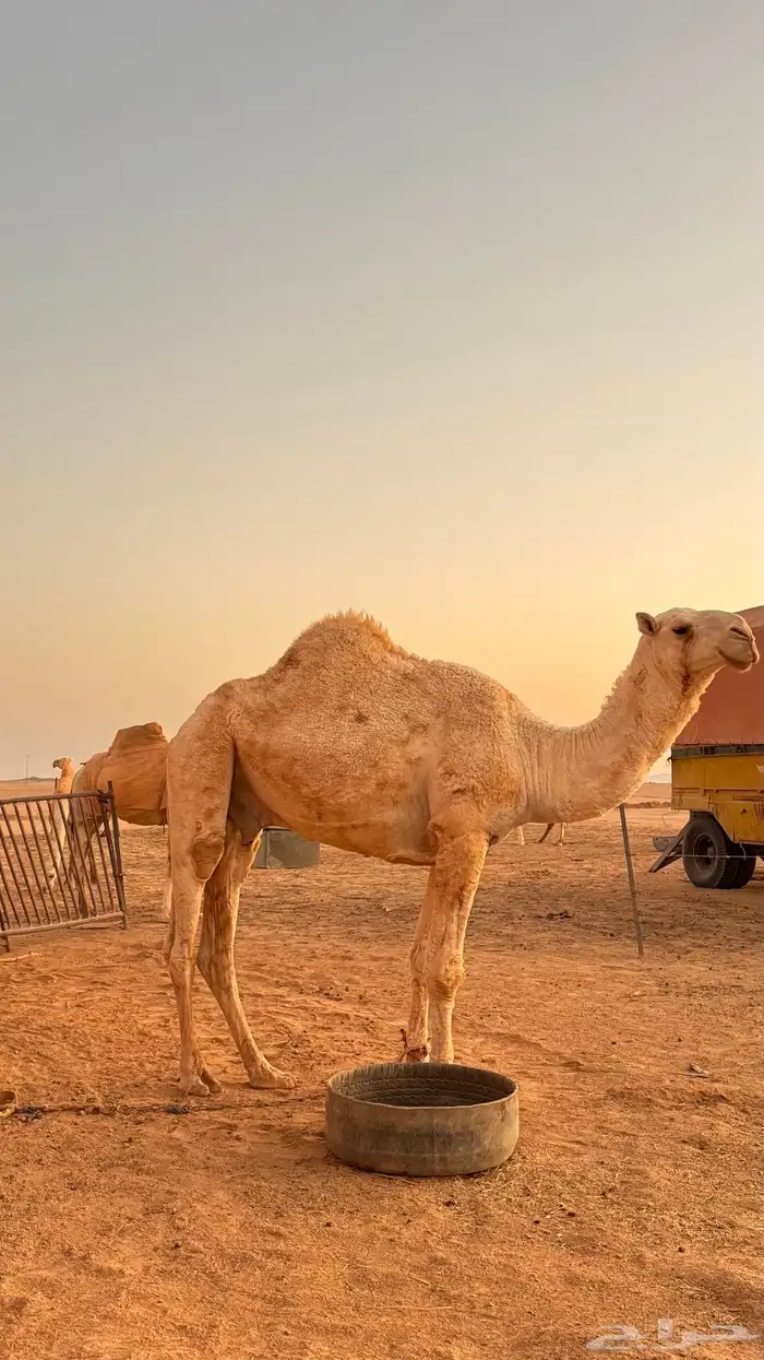 قعود اوضح للبيع العمر من 3 سنين الى 4 2