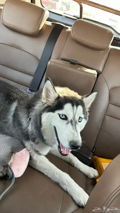 انثى هاسكي العمر 7 شهور index