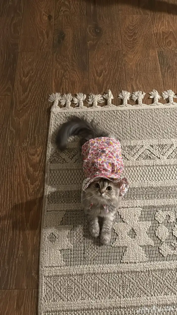 قطه أنثى طالبه تزواج 1