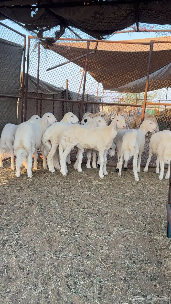 طليان 0