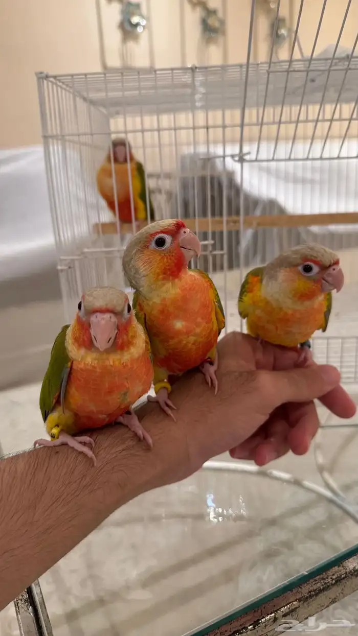 للبيع فروخ سينامون رد فاكتور 1