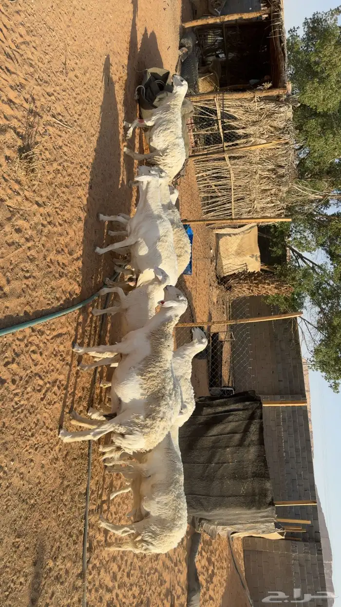 غنم حرش طيبه 0