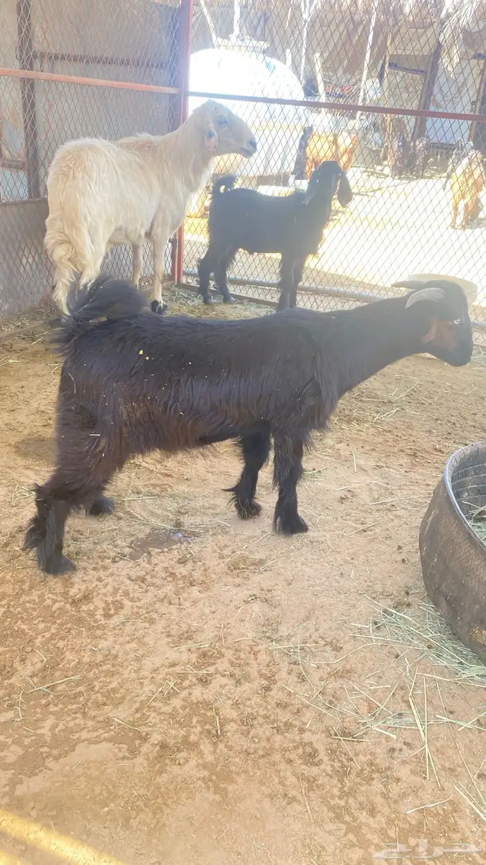 تيوس للبيع 2