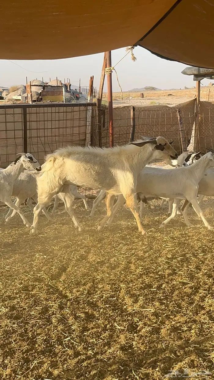 معزا بيشية مراح واحد . 21