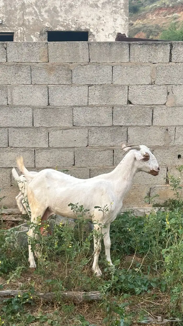 السلام عليكم ورحمة الله وبركاته شا بيشي اصل 2