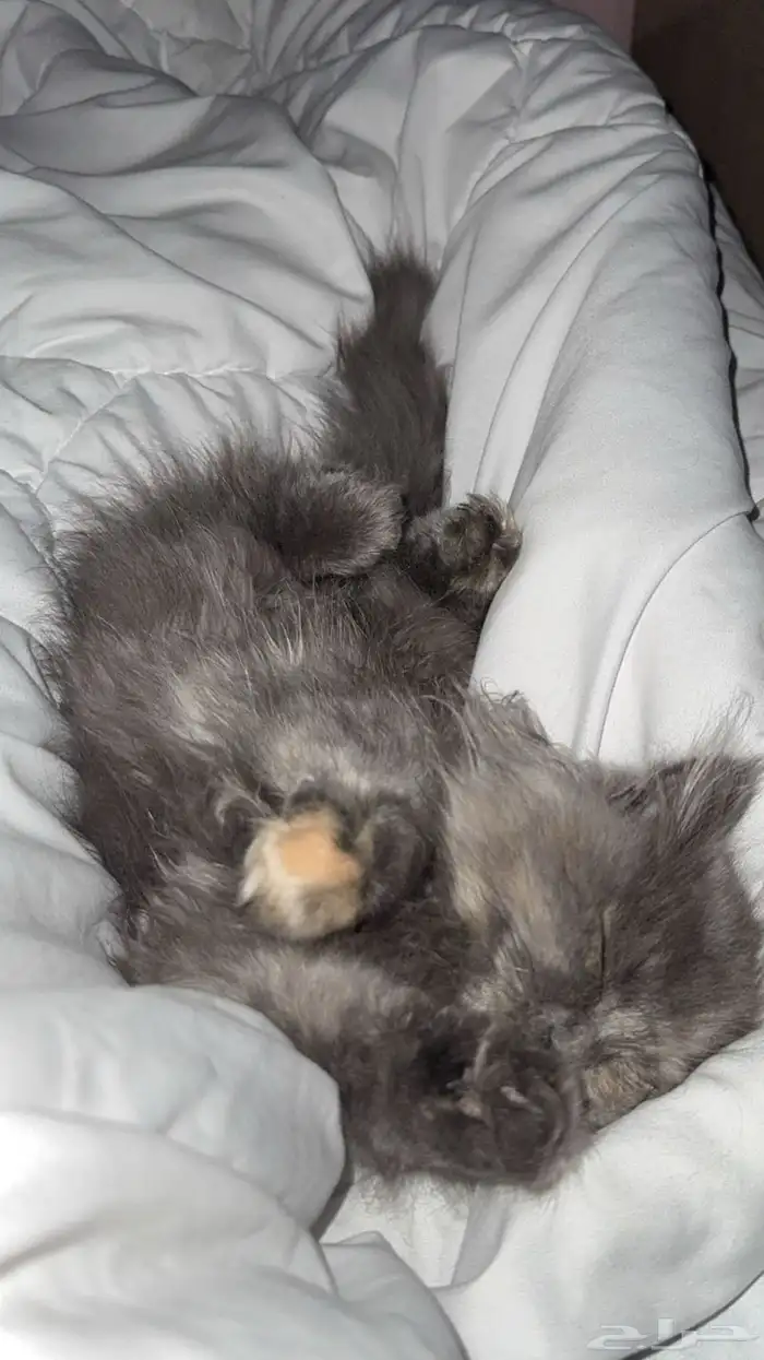 قطة شيرازي أمريكي 3