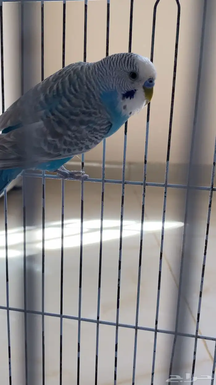 بادجي للبيع 3