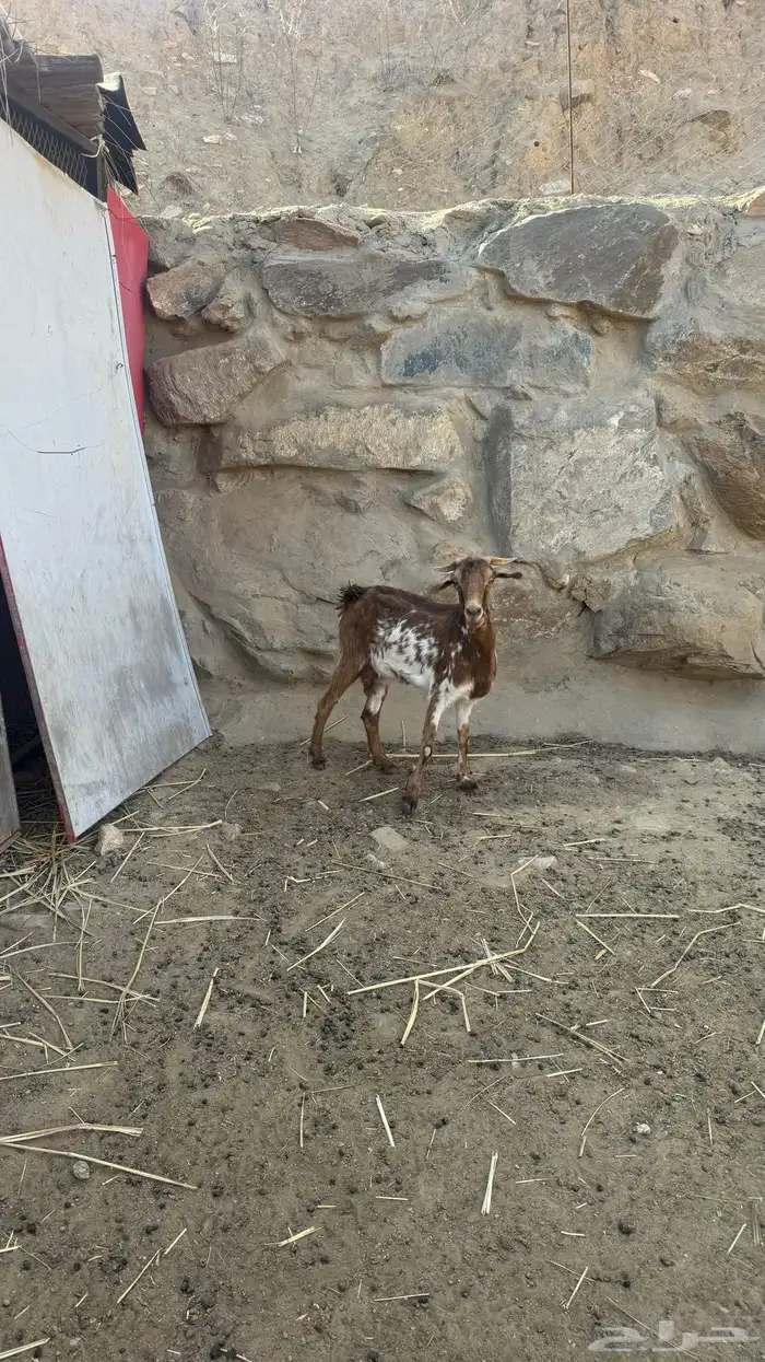 غنم كبار سن 13