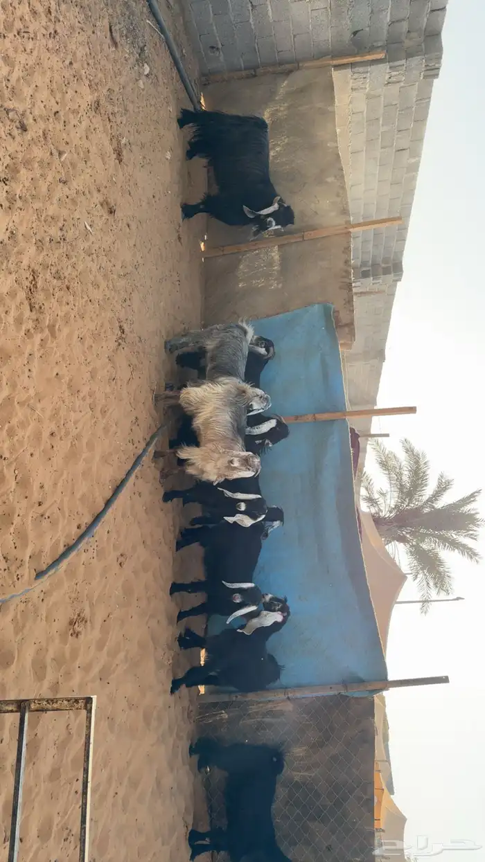 جفرات مقاني طيبه بفحلها 3