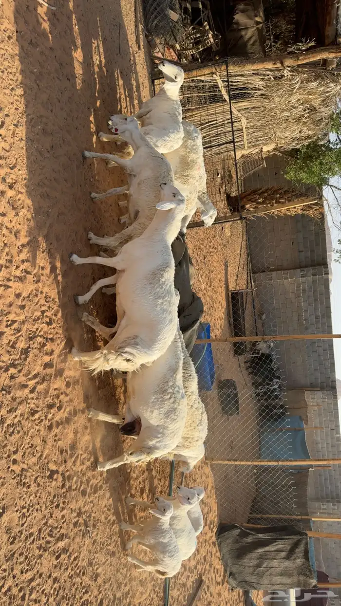 غنم حرش طيبه 2