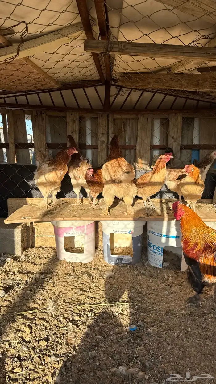 للبيع دجاج براهما 2
