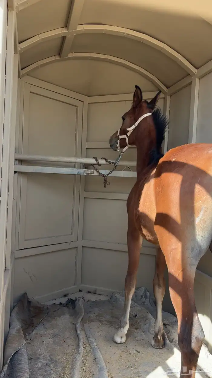 عربه خيل للبيع 6