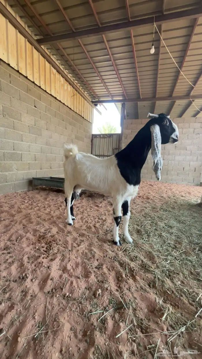 عنز مشروكه 1