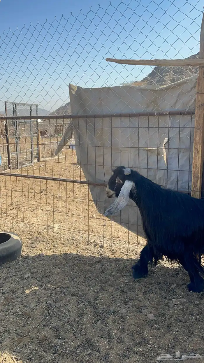 تيس عارضي فحل فاخر(تم البيع) 4