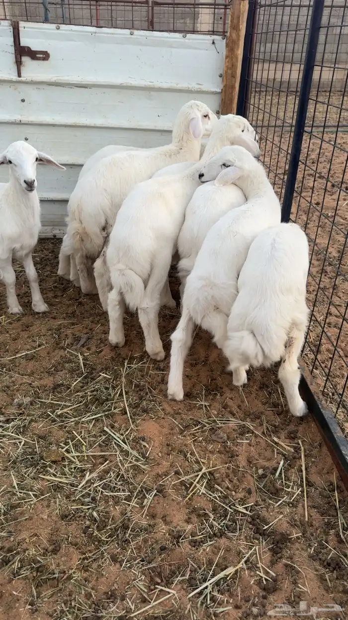 10 هرافا بريه لبانيات 1