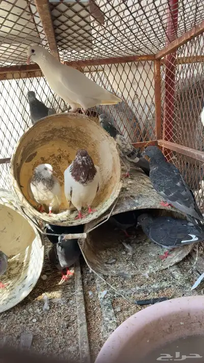 حمام مشكل index