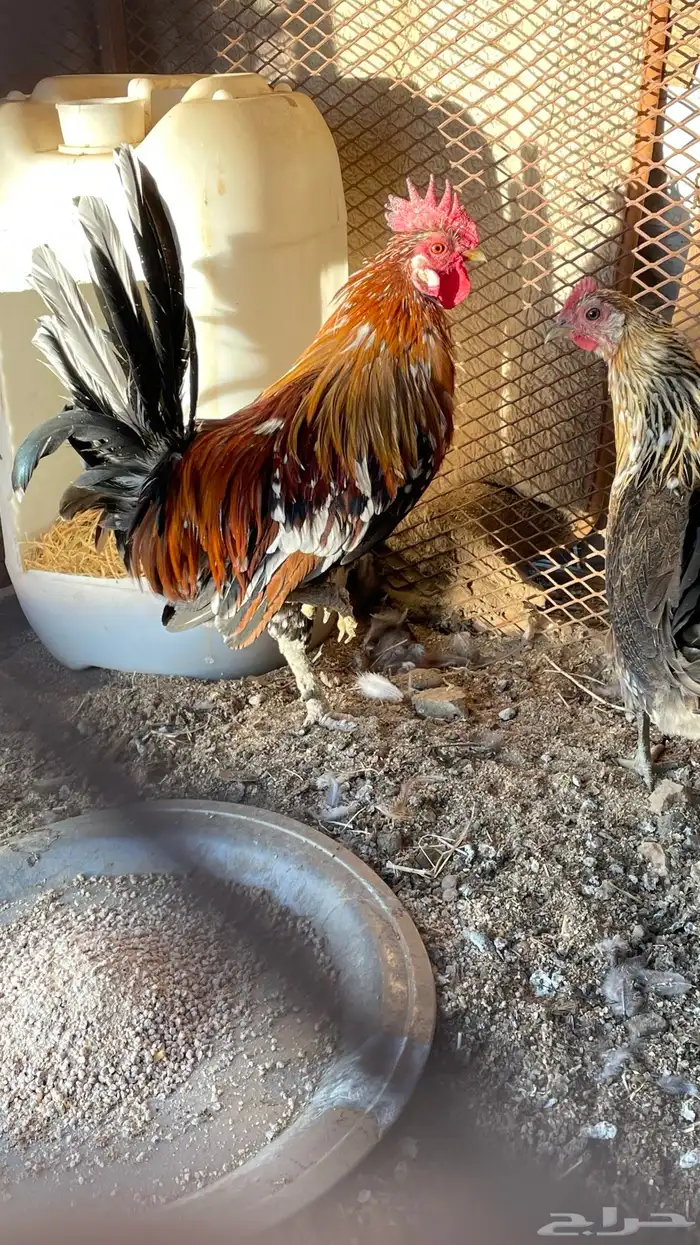 دجاج عربي ماكنتوش 2