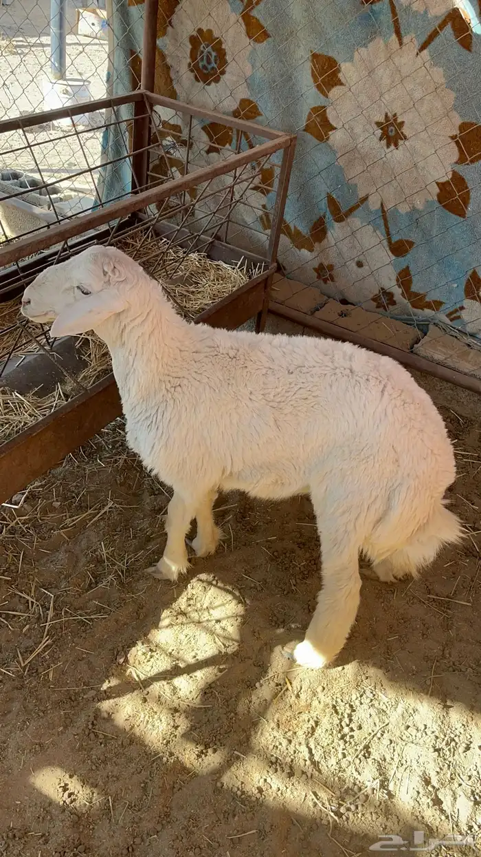 خروف للبيع 1