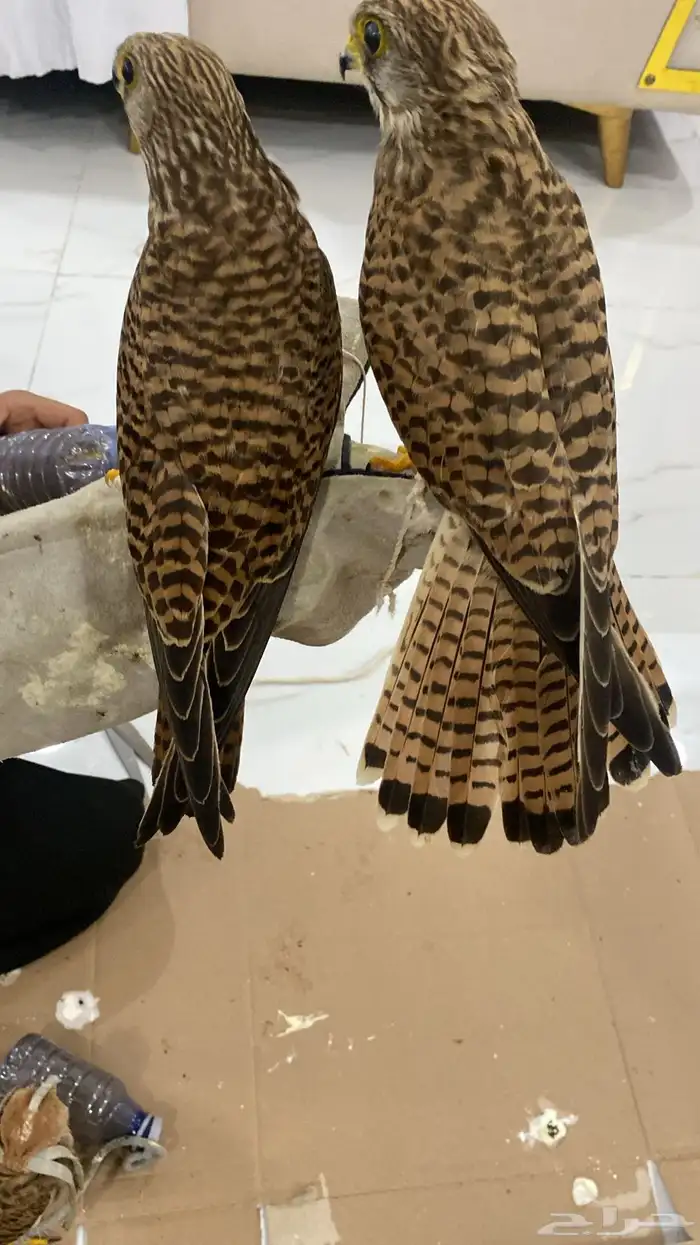 يواشق2للبيع 1
