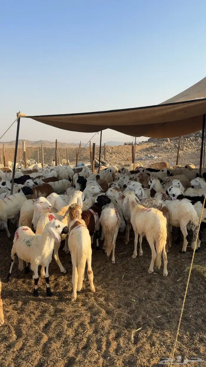 طليان سواكن رخيصة 1