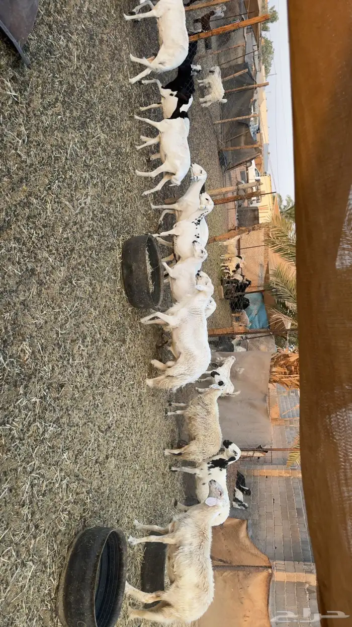 غنم حصيب ودفيع 4