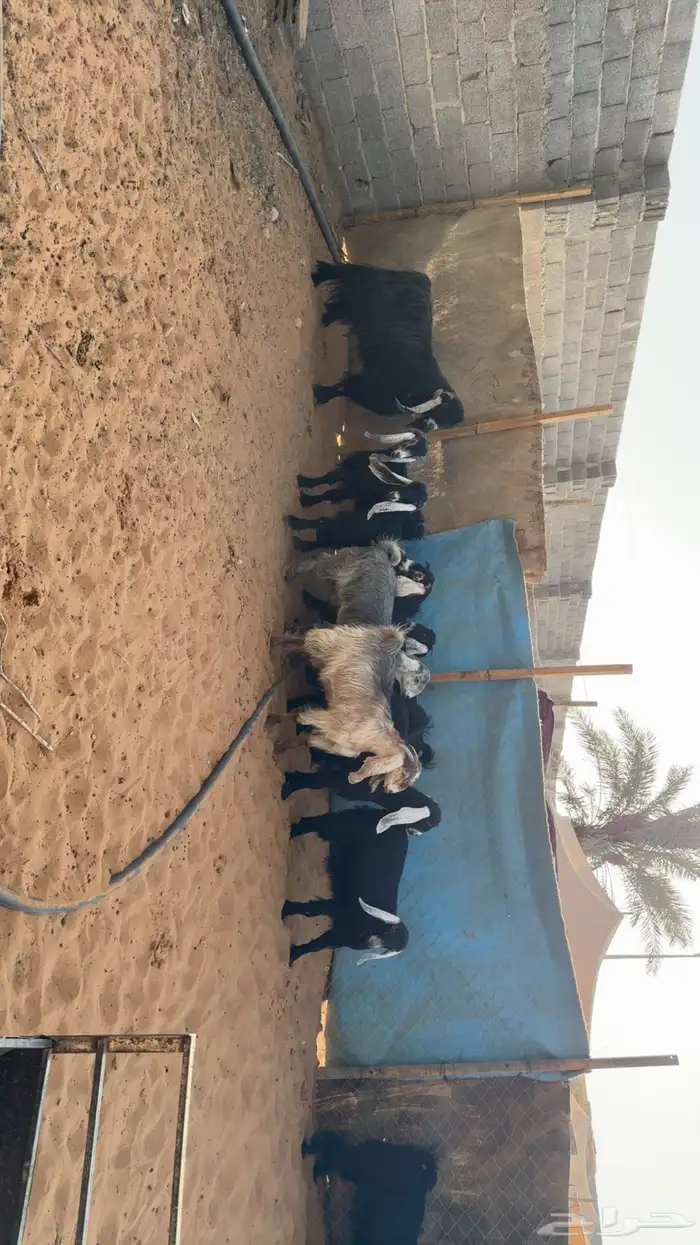 جفرات مقاني طيبه بفحلها 4