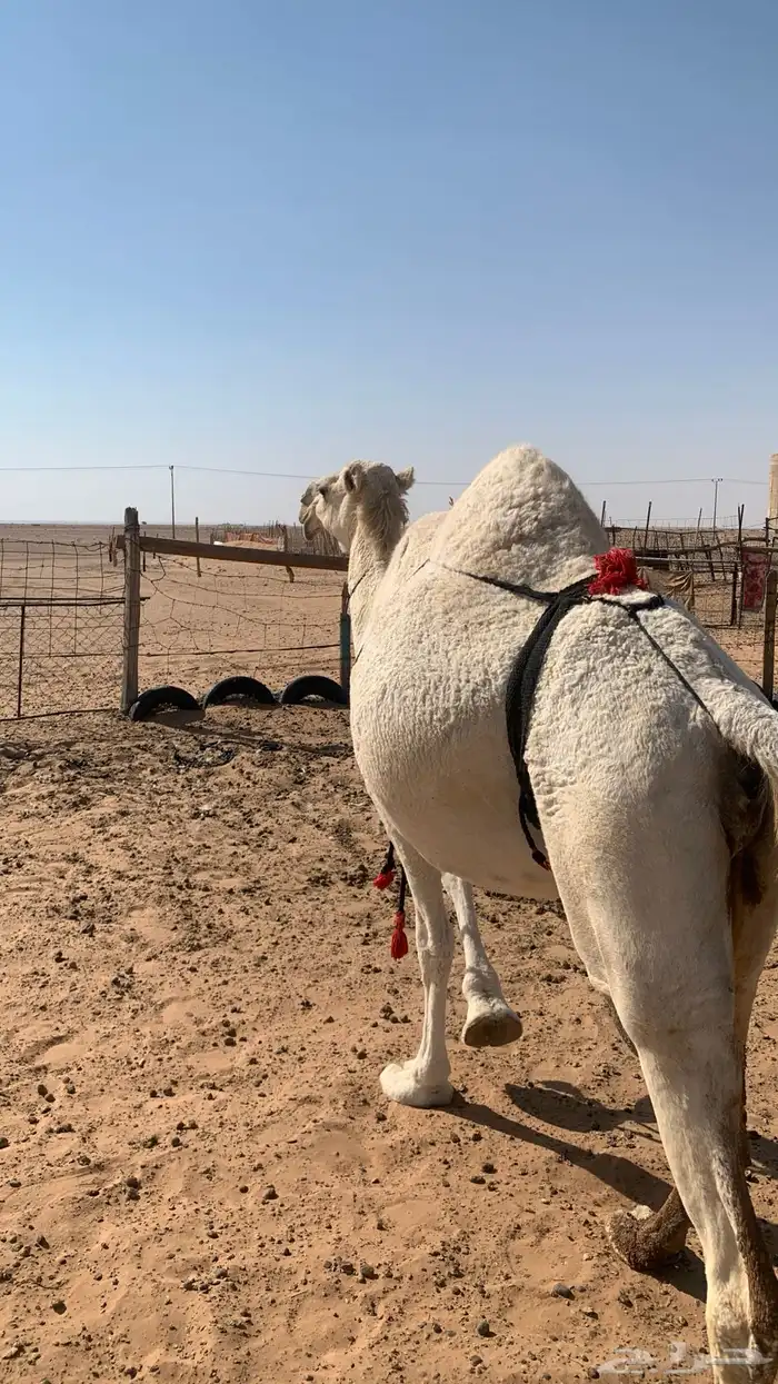 لقحه وضحا سنافيه 1