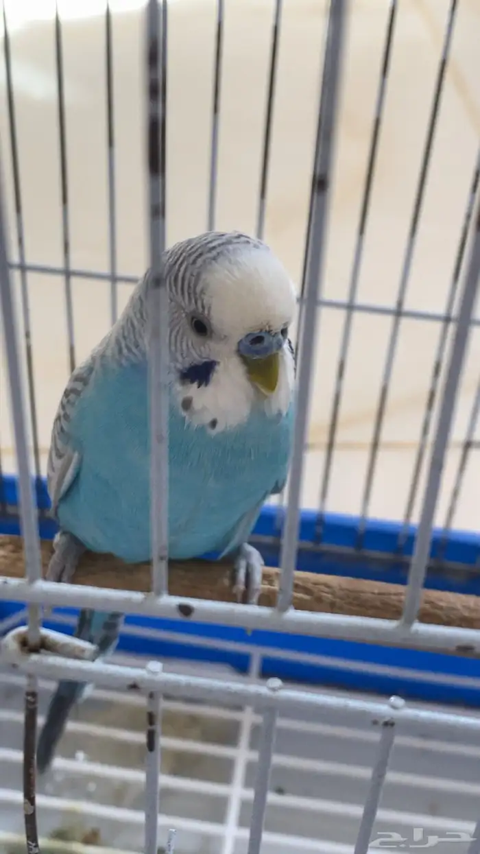 بادجي للبيع 1