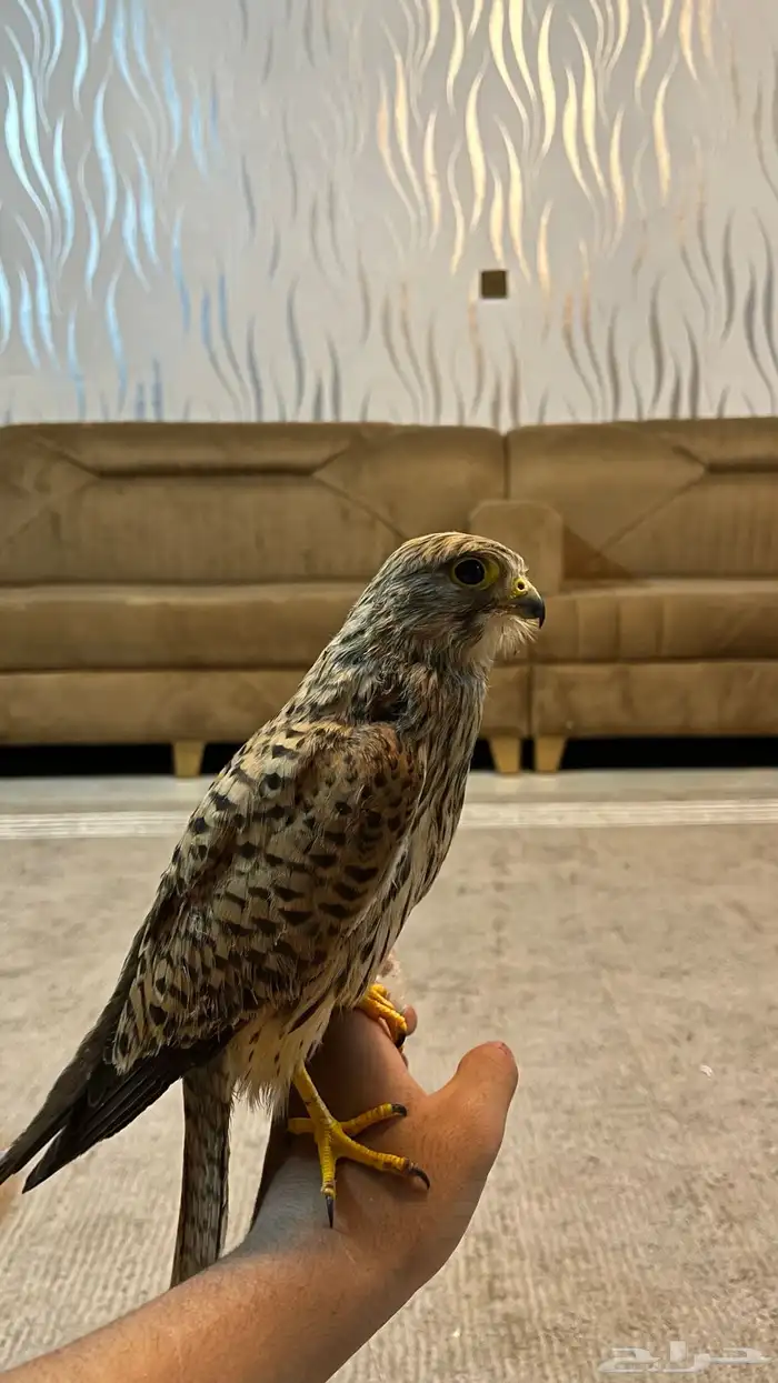باشق او شبوط 0