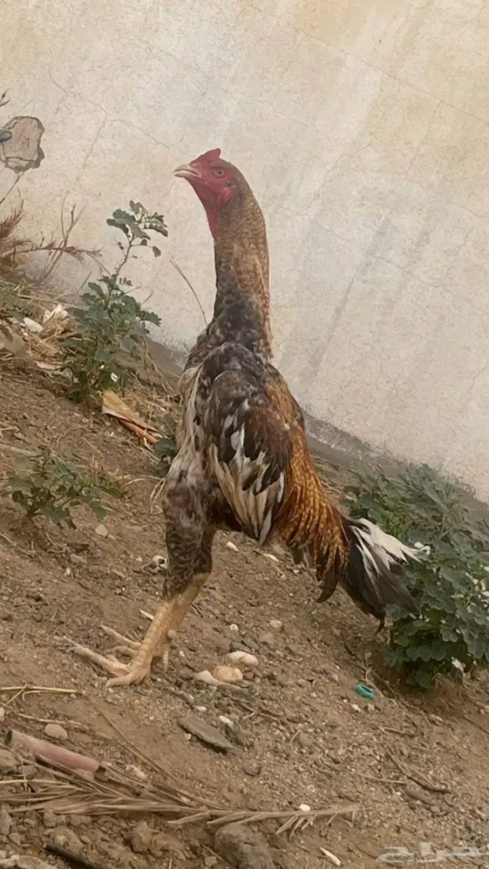 دجاجه نادره من النوادر تحتها ثلاثه 2