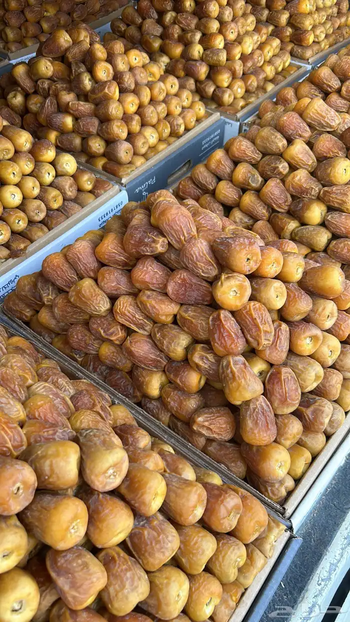 أفخر تمور القصيم ملكي 10