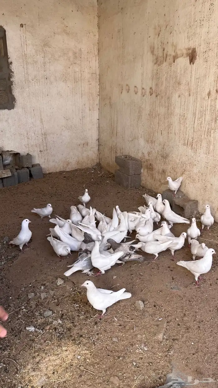 15 زوج فرنسي 12