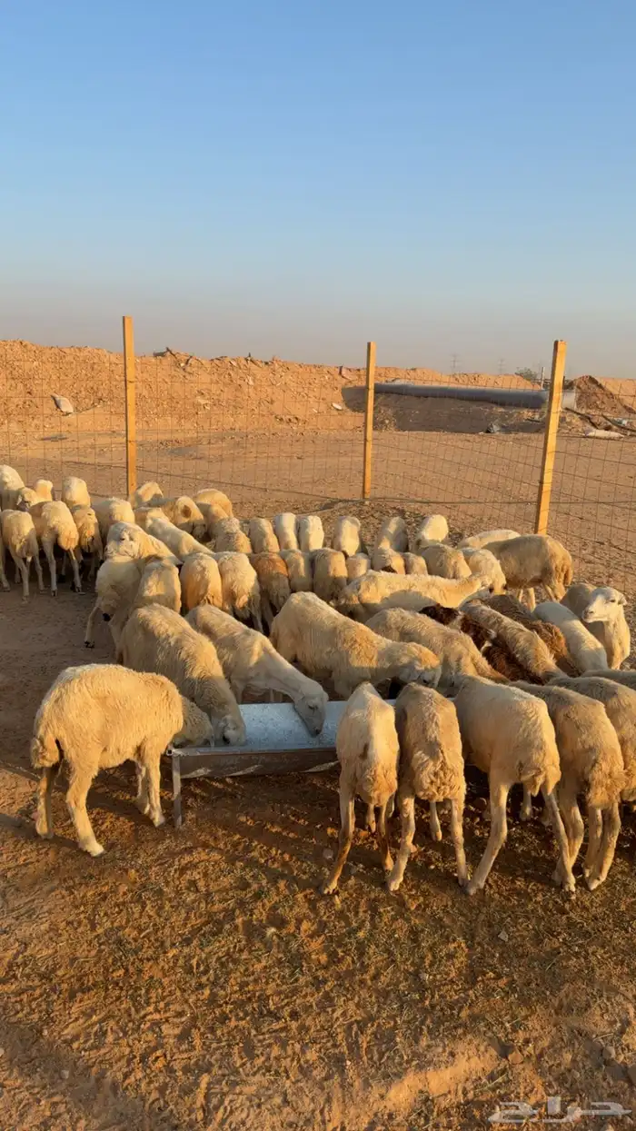 للبيع رخال رفيديات بلدي 80راس بلدي تم البيع تم البيع 3