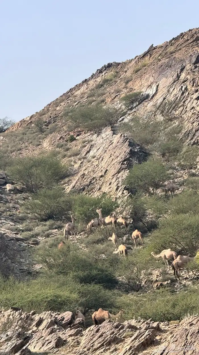 أبل عوادي واوارك العدد34 4