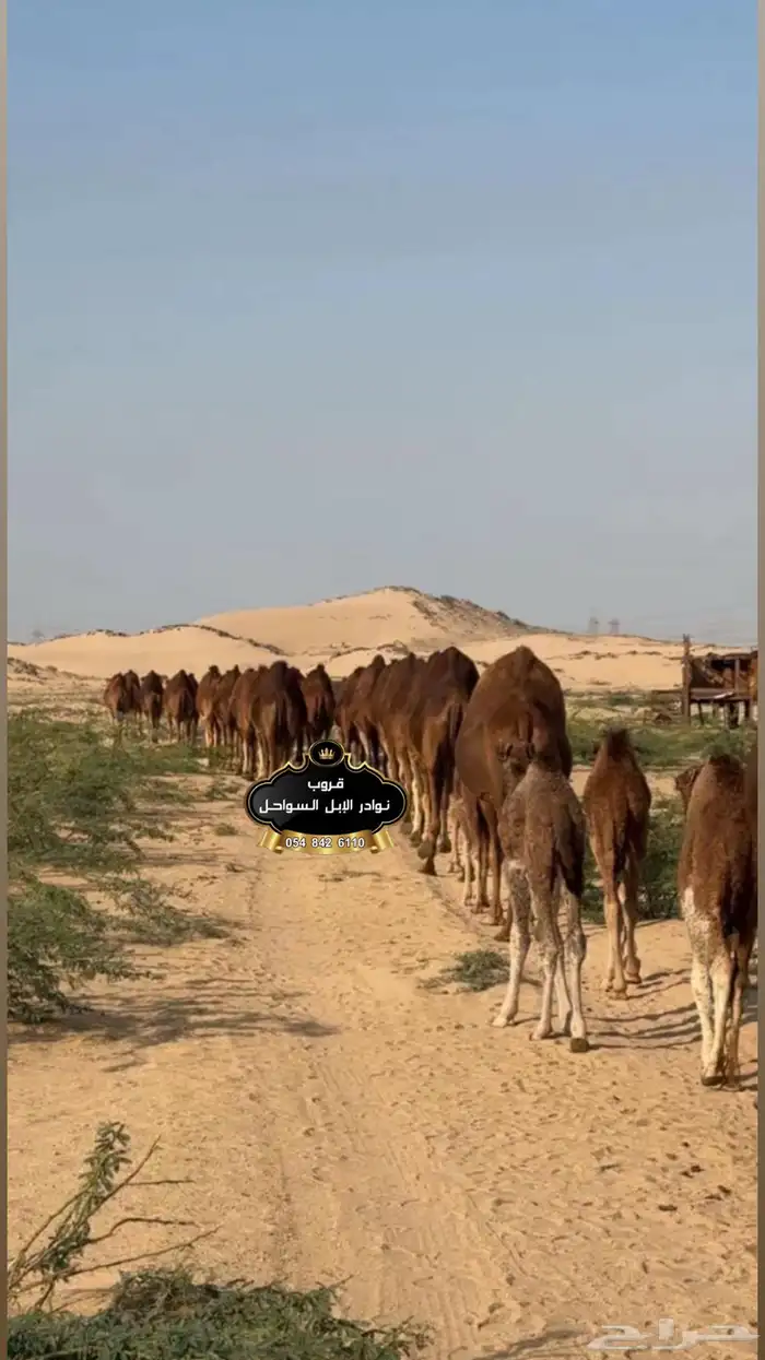 خلفات نياق جمال فحول سواحل كفو . 0
