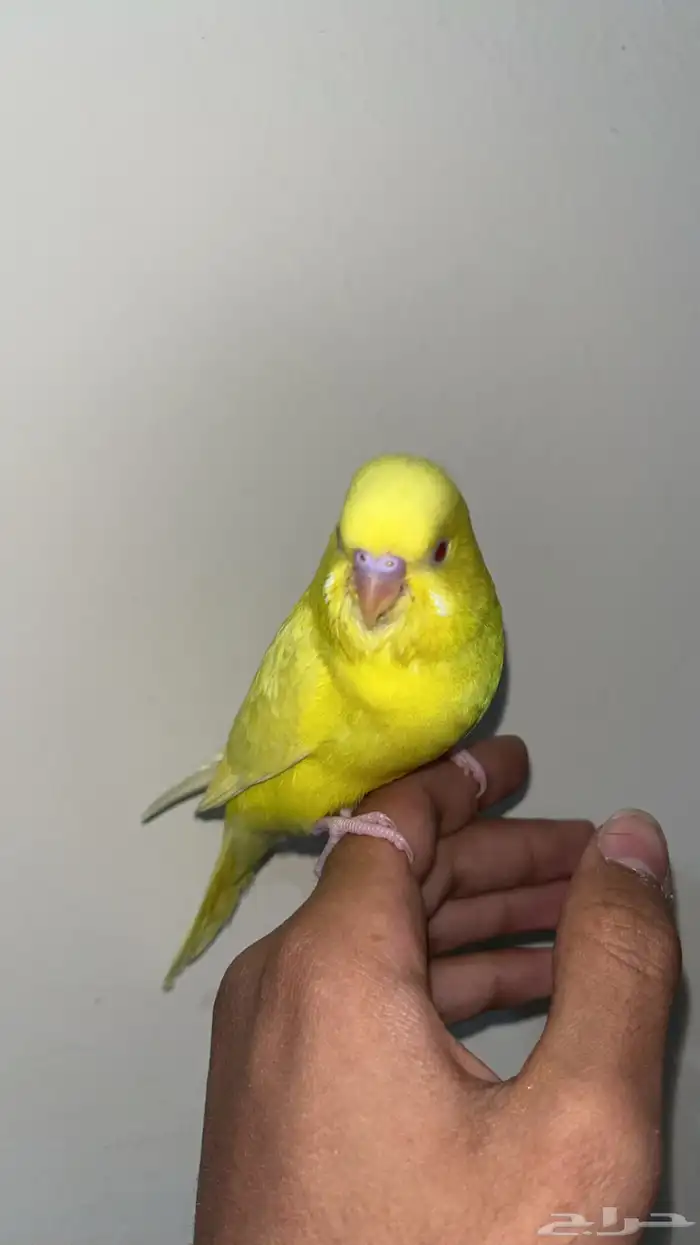 فرخ بادجي لاتينو ( تم البيع ) 4