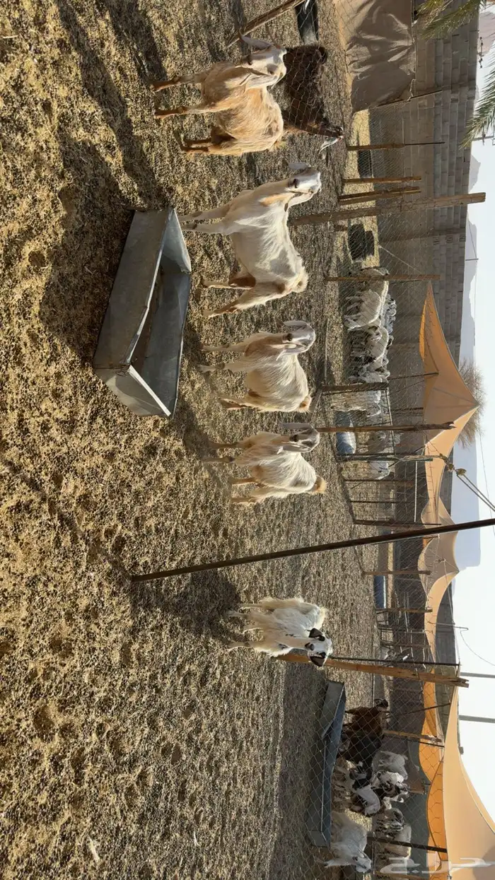 معزى حليب مشروط صبح ومساء 7