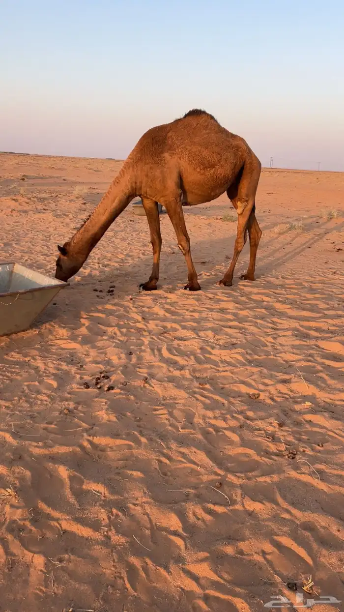 للبيع ثلاث بكار حقايق 1