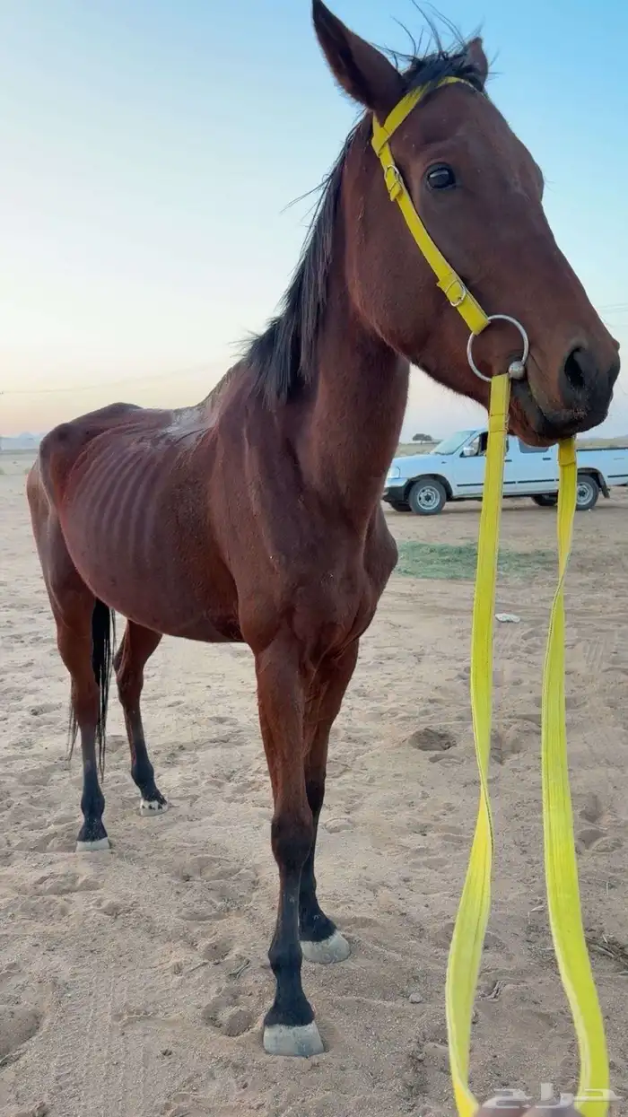 فرس مشروكه 0