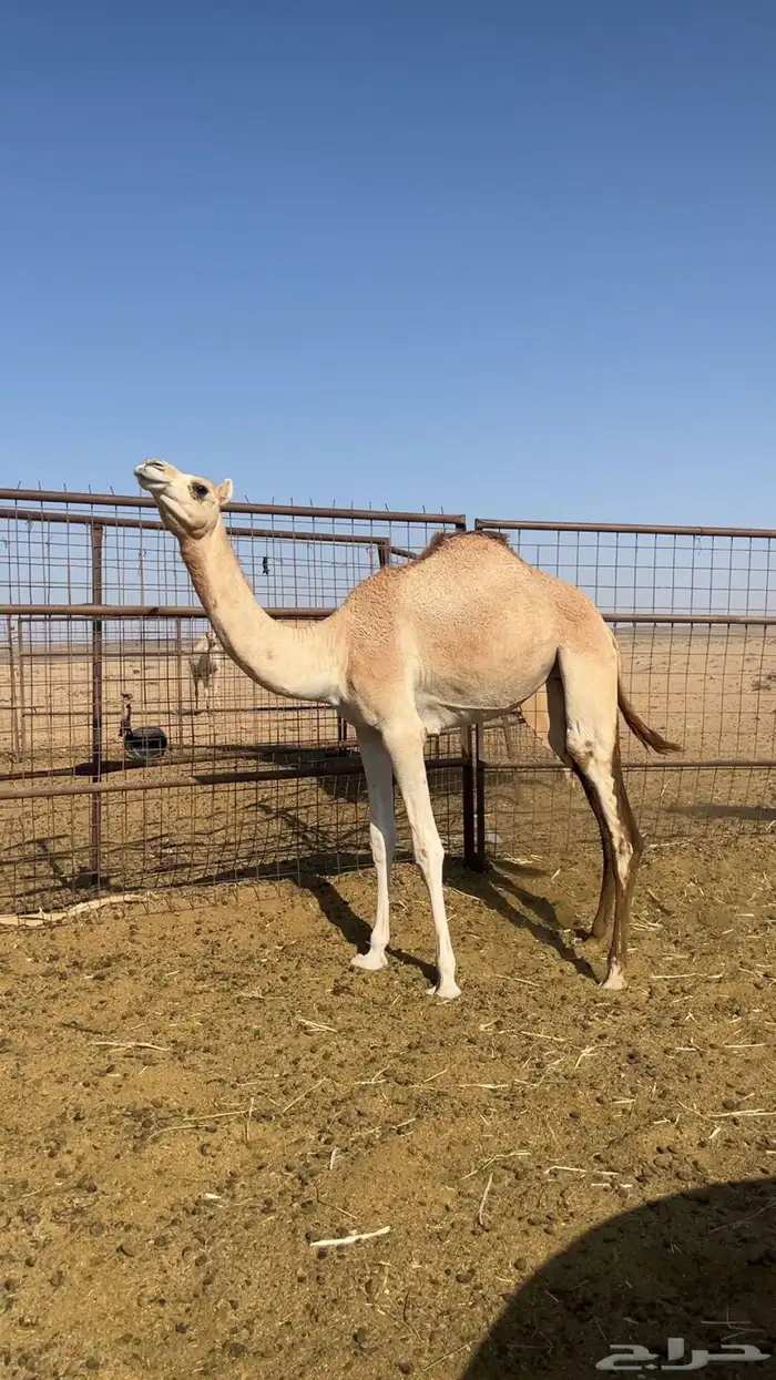 بكره 0