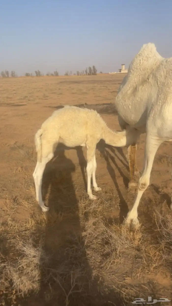 خلفه واللي معها قعود ديوسها سلم هاديه 5